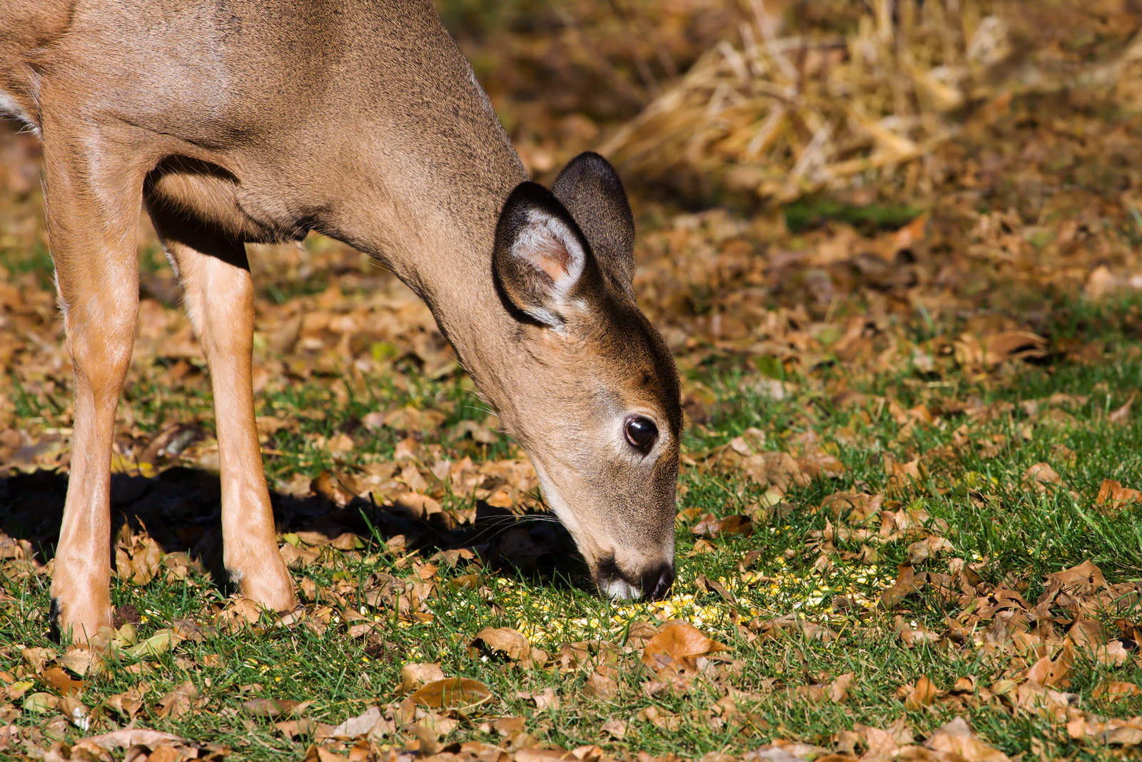 Deer eating grass near a landscape—potential browsing threat