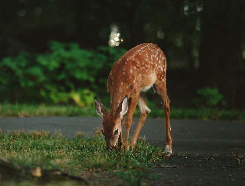 deereatinggrass apotentialthreattoyourlandscape