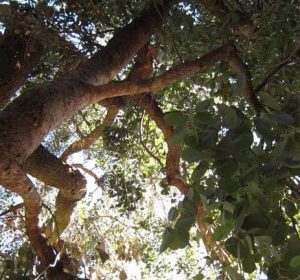 upshotofaSilverDollarGumTree Eucalyptuspolyanthemos