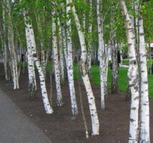 European White Birches planted in a row