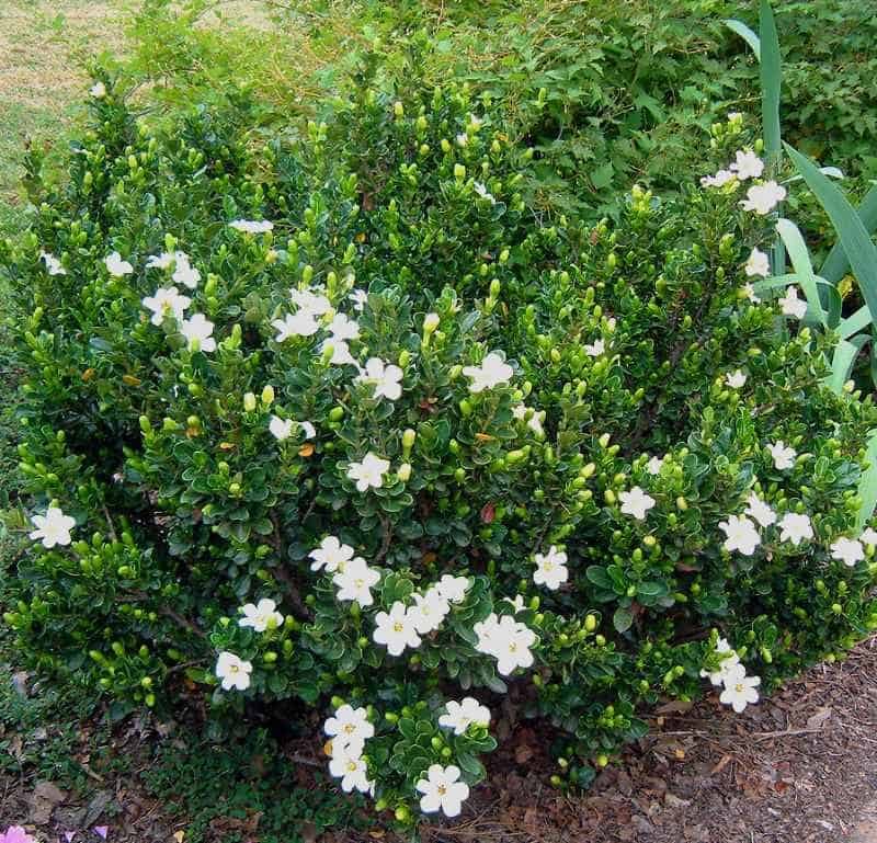 Everblooming gardenia veitchii