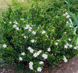 Everblooming gardenia veitchii