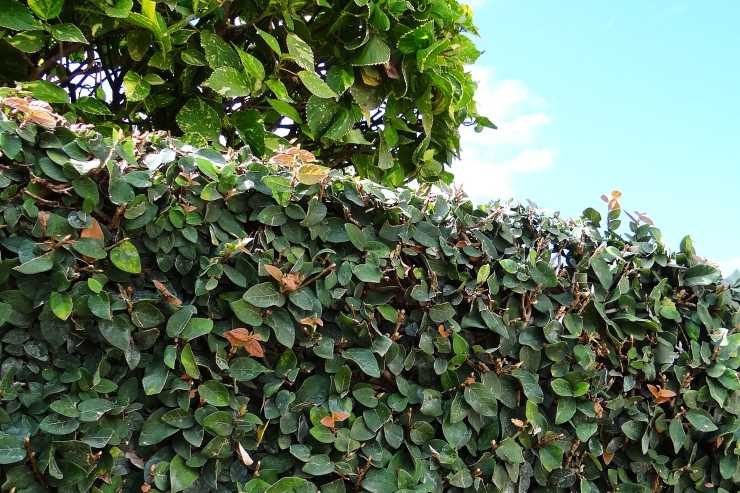 Ficus pumila creeping fig growing over a wall