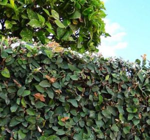 Ficus pumila creeping fig growing over a wall