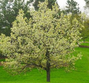 floweringpeartreeingrass Pyruscalleryana