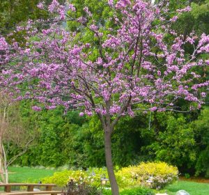 Forest Pansy eastern redbud tree