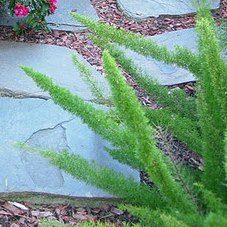 foxtail fern
