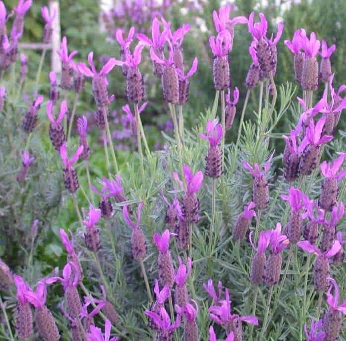 French Lavender shrub