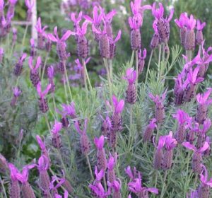 French Lavender shrub