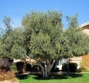 FruitlessOliveTree Oleaeuropaea
