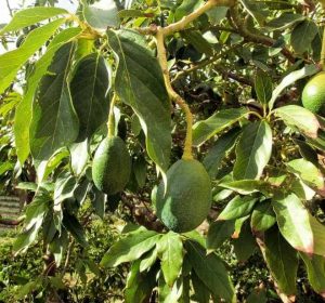 Fruiting Avocado Tree Closeup