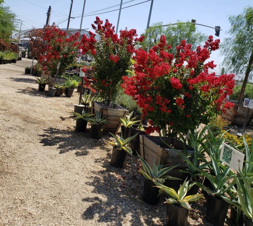 Crape Myrtle | Garden View Landscape, Nursery & Pools