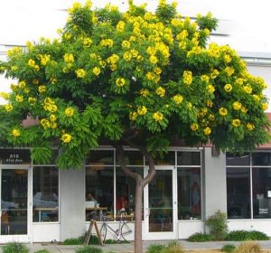 gold medallion tree Cassia leptophylla
