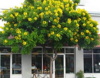 gold medallion tree Cassia leptophylla
