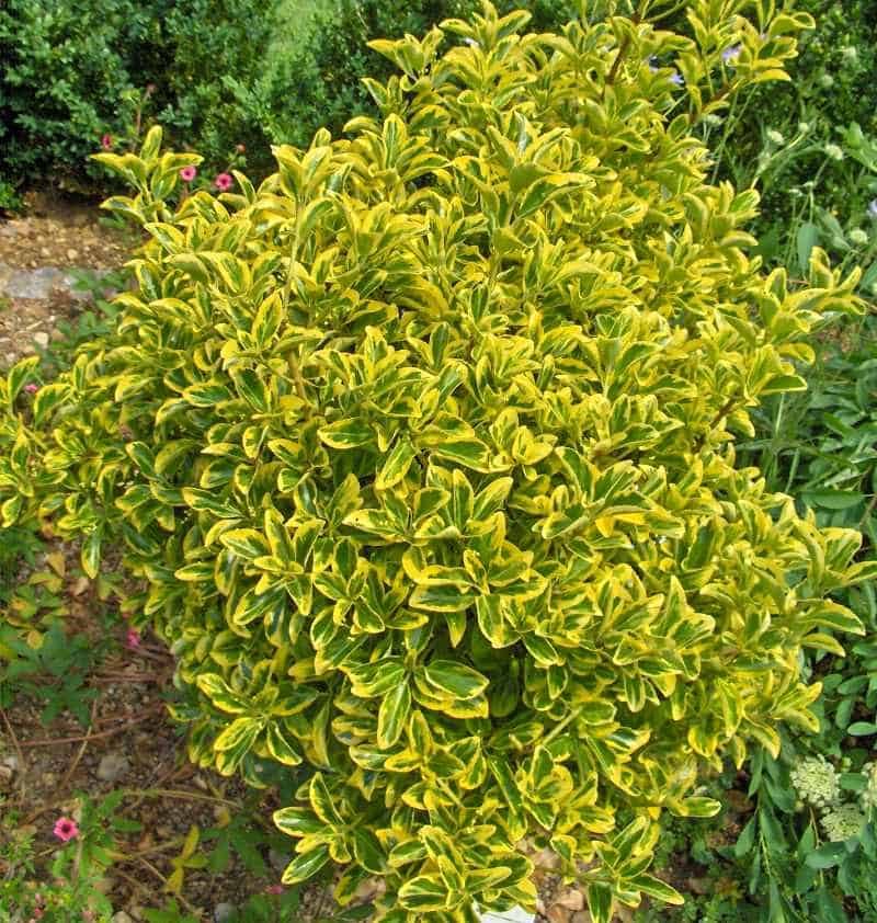 Golden Euonymus shrub form