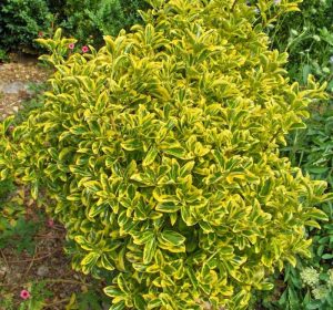 Golden Euonymus shrub form
