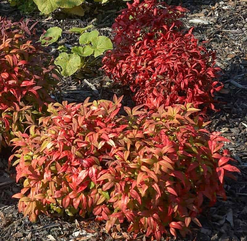 Heavenly Bamboo shrub