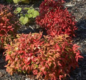 Heavenly Bamboo shrub