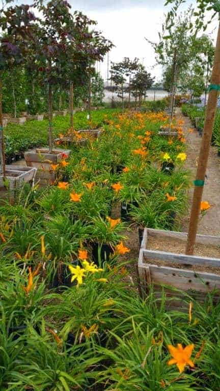 Hemerocallis Daylily plants
