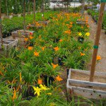 Daylilies