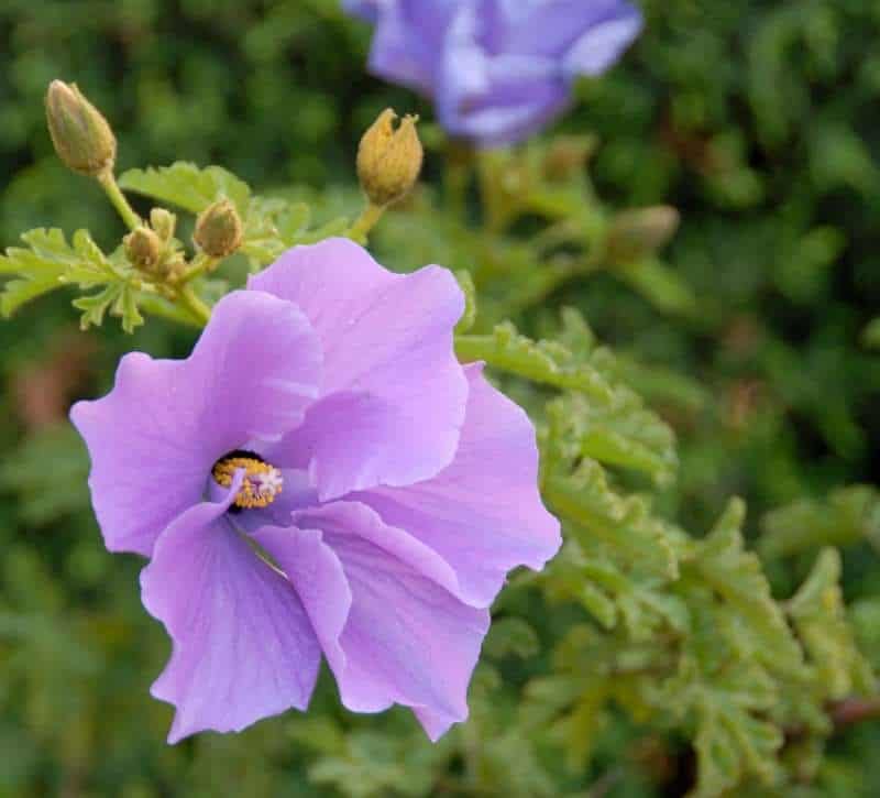 Purple flower closeup of Hibiscus Alyogyne huegelii