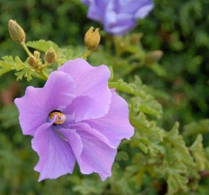 Purple flower closeup of Hibiscus Alyogyne huegelii