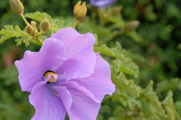 Purple flower closeup of Hibiscus Alyogyne huegelii