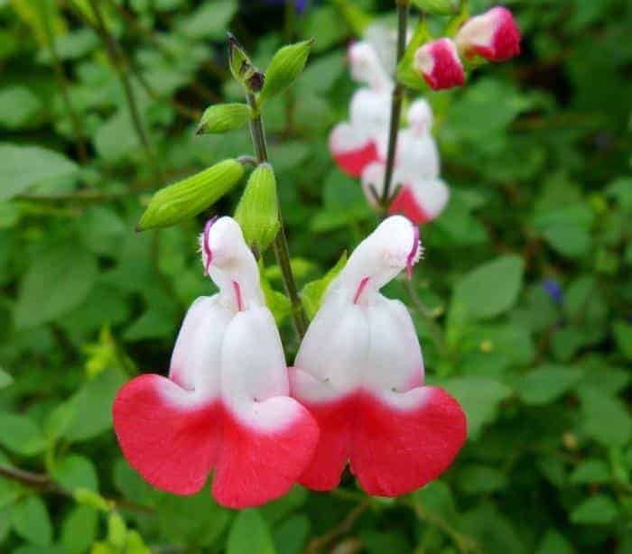hot lips flower