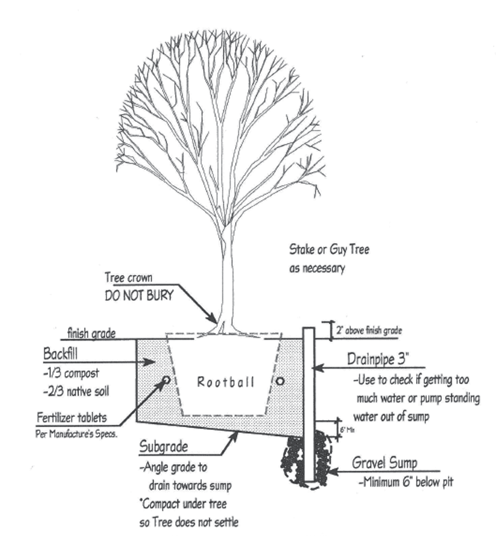 How to plant a tree in bad draining soil diagram