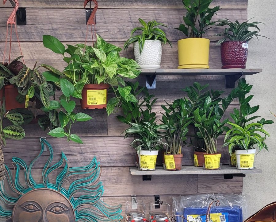 Indoor and house plants
