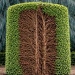 A large hedge neatly trimmed, with one section cut away to reveal the dense, brown network of inner branches and trunks—a striking example of inside out pruning in advanced gardening techniques.