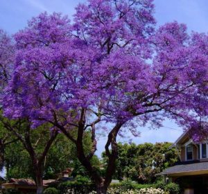 Jacaranda Tree Jacaranda mimosifolia