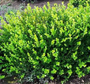 Japanese Boxwood Shrub Form
