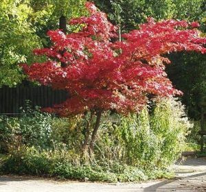 Japanese maple Tree Acer palmatum