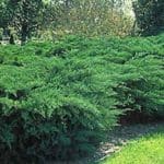 Juniper shrub
