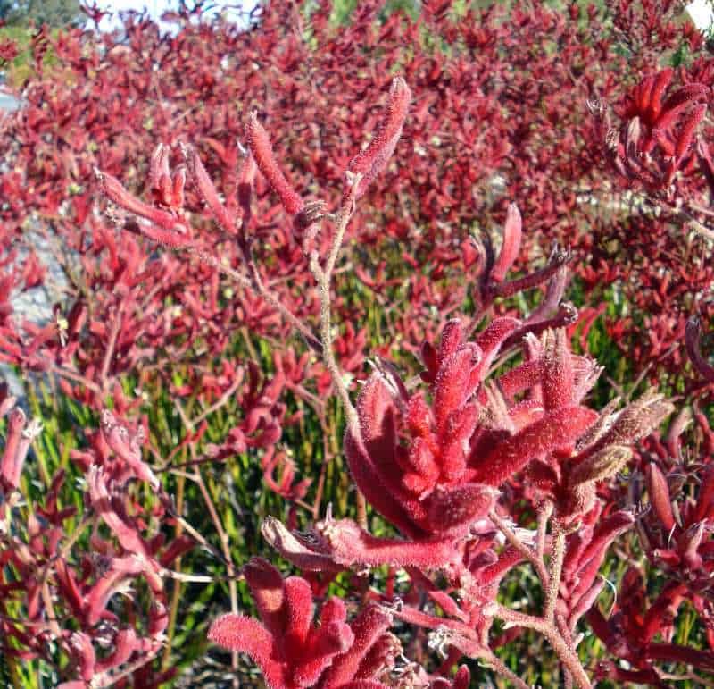 Kangaroo Paw shrub closeup
