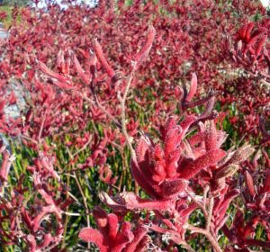 Kangaroo Paw shrub closeup