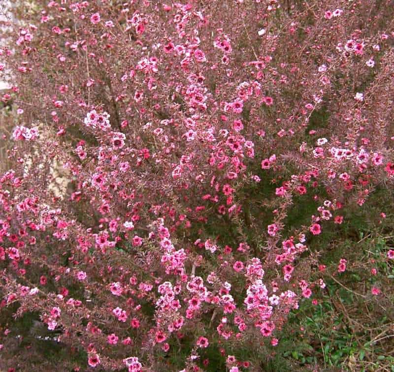 Tea Tree Leptospermum