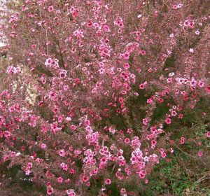 Tea Tree Leptospermum