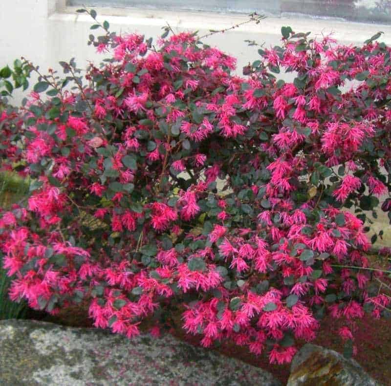 Razzleberri Loropetalum