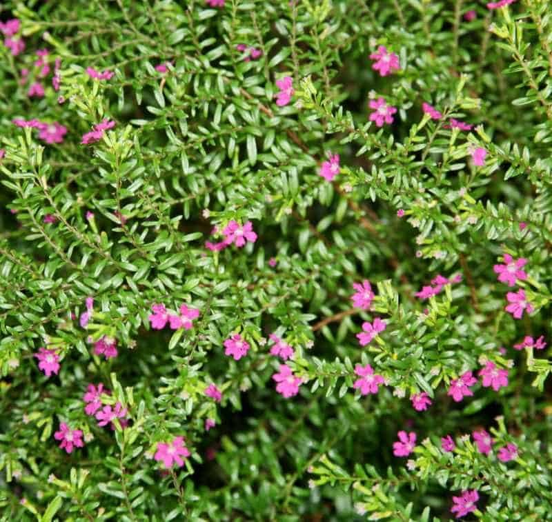 Mexican False Heather shrub with pink flowers