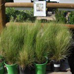 Mexican feather grass in pots