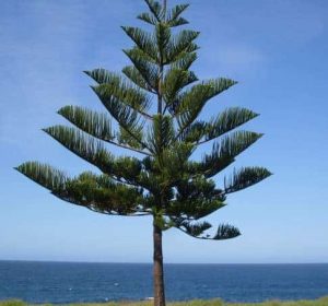 NorfolkIslandPineTree Araucariaheterophylla