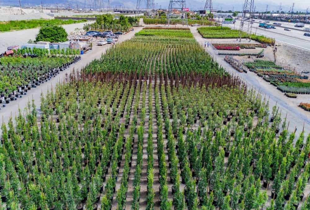 13 Acre Wholesale and Retail Nursery