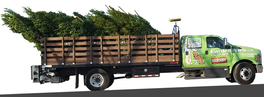 Nursery Delivery truck loaded with Ficus nitidas