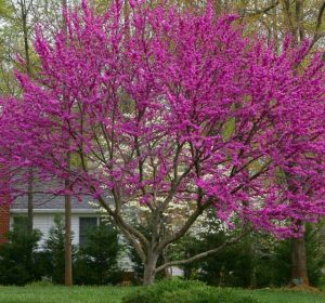 OklahomaRedbudTree Cercisreniformis