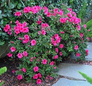 Azalea shrub