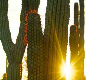 Pipe Organ Cactus with Sun Peaking Through