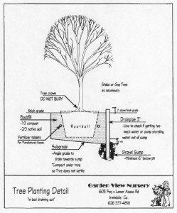 How to Plant a Tree in Bad Draining Soil - Garden View Landscape