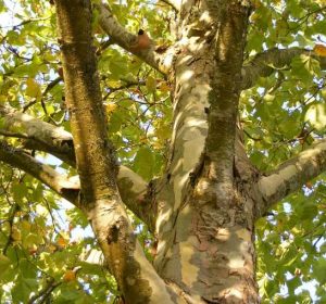 Platanus acerifolia ‘Bloodgood’ London Plane Tree trunk